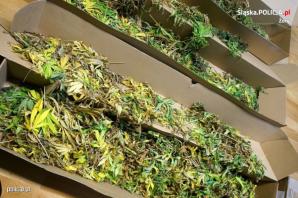 [VIDEO] Żorscy i Katowiccy policjanci zlikwidowali domową plantację konopi