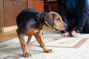 Mantrailing - polska edycja