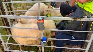 [VIDEO] PATRIOT24 REKOMENDUJE WYPOCZYNEK: Doimy owce i robimy góralskie sery w Dolinie Chochołowskiej! 