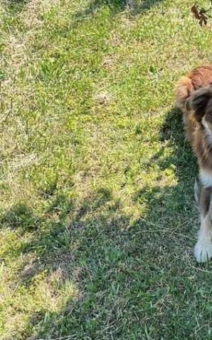 Przywiązał psa na MOP i zostawił. Policjanci poszukują właściciela psa