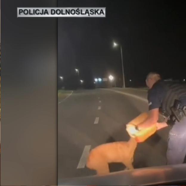 [VIDEO] Funkcjonariusze Komisariatu Policji z Nowogrodźca, w powiecie bolesławieckim, uratowali życie… sarence, która wsadziła głowę w porzucony kanister