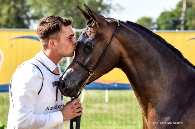 Sukces arabskich koni polskiej hodowli podczas ECKA w Pradze