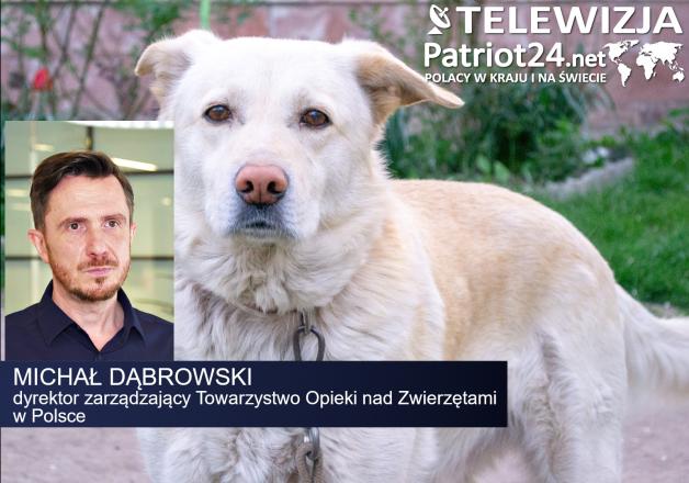 [VIDEO] Polskie prawo nie zakazuje trzymania psów na uwięzi. Nowy projekt ustawy proponuje bardziej restrykcyjne przepisy
